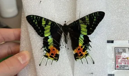 日落蛾標本。引用自 Zeke Blankenship 的個體發現紀錄