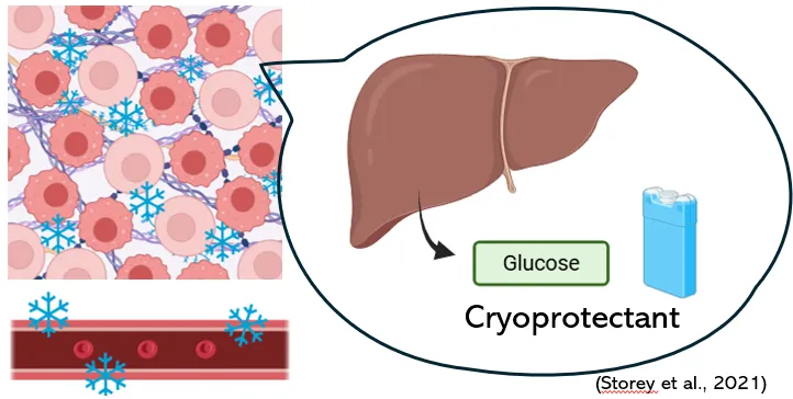 冷凍時面臨的兩種壓力：缺水/缺氧(本人製作)