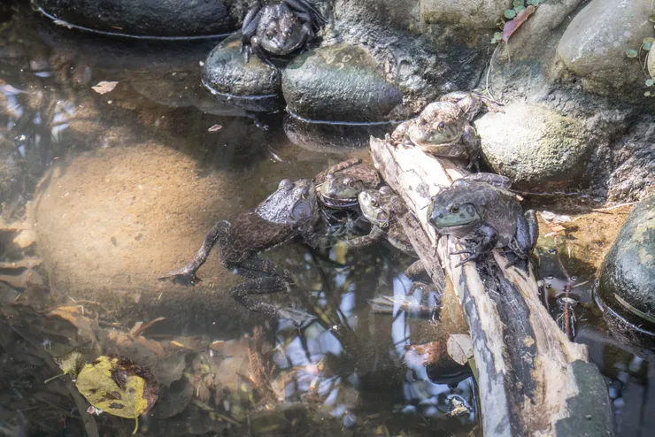 池子裡有很多青蛙，大家都釣的到(需要一點技巧