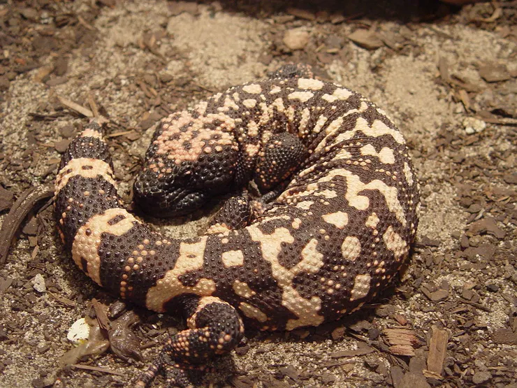Gila monster.By I, Blueag9, CC BY-SA 3.0