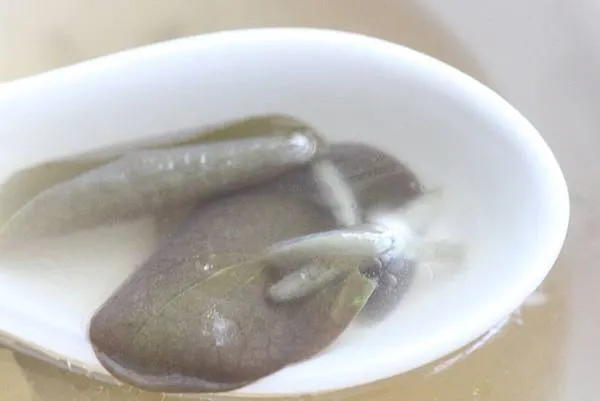 太珍貴了，再把鏡頭放大一點看