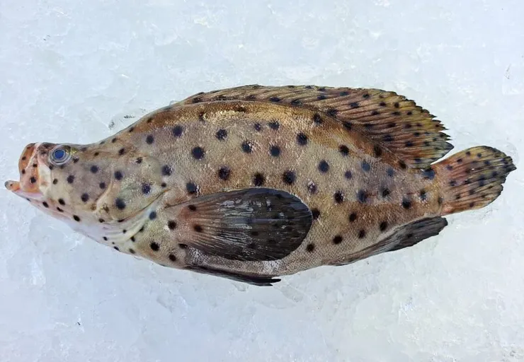 老鼠班的神奇模樣