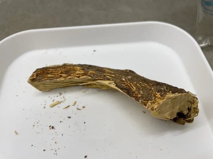 五指毛桃為灌木根部。性味甘淡、溫，具備補益作用。加入藥膳，能補益身體，消除疲倦。（作者拍攝）