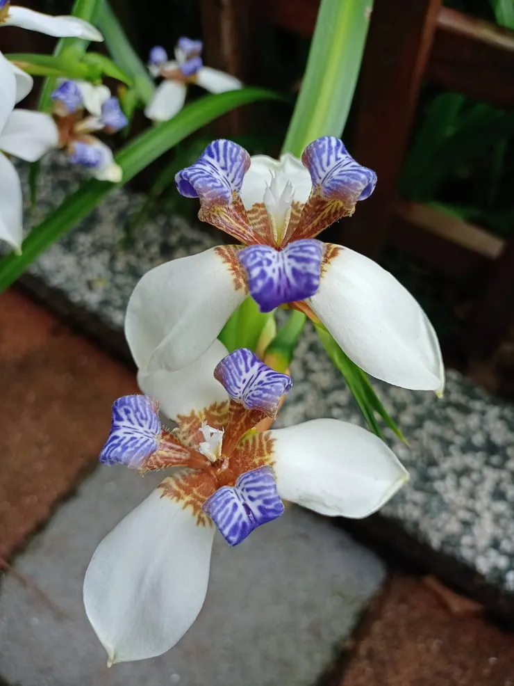 巴西鳶尾（花語：愛的使者）