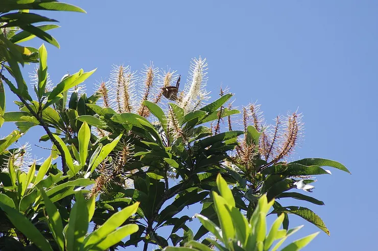 北方絲櫟（Cardwellia sublimis）。By coenobita - https://www.inaturalist.org/photos/24860934, CC BY 4.0