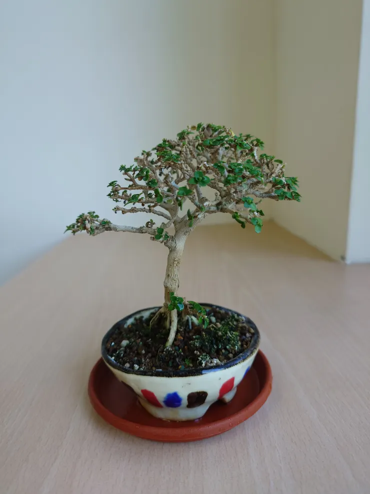 到三月份,葉子不斷枯萎掉落