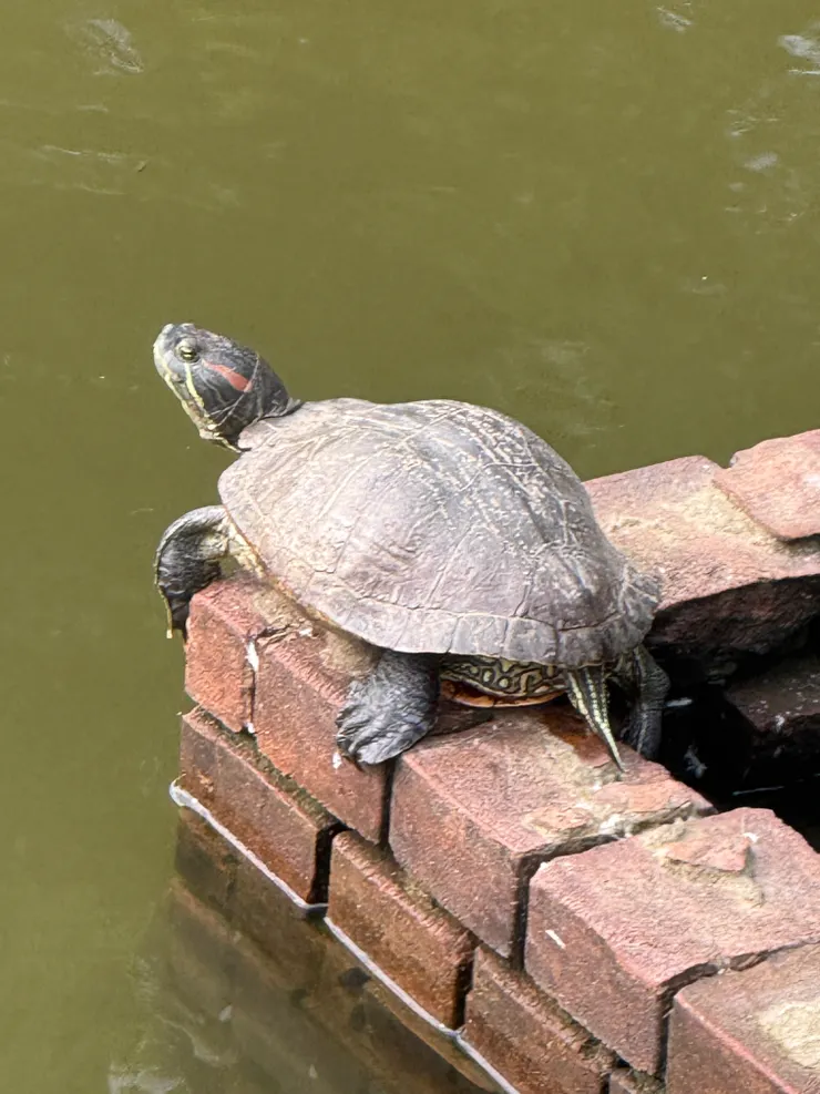 2026/04/20 烏龜曬太陽