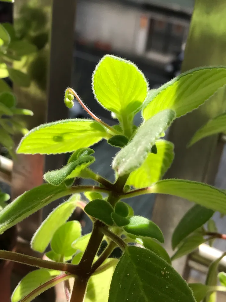 上午有陽光直射的陽台，海豚花長得較好，最近抽出了花苞