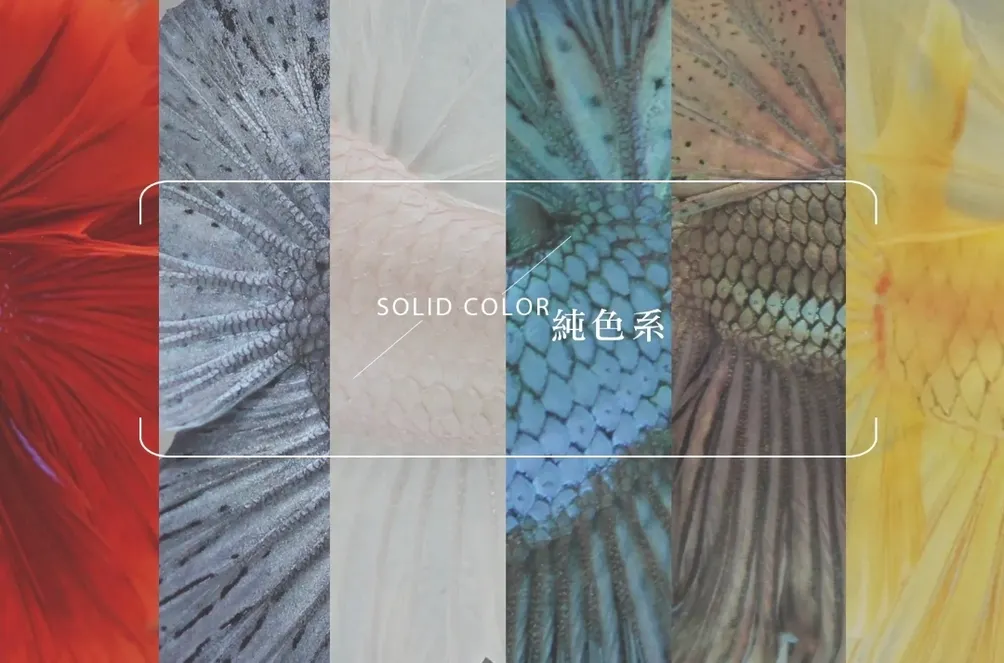 Show Betta Periodical SBP展鬥期刊