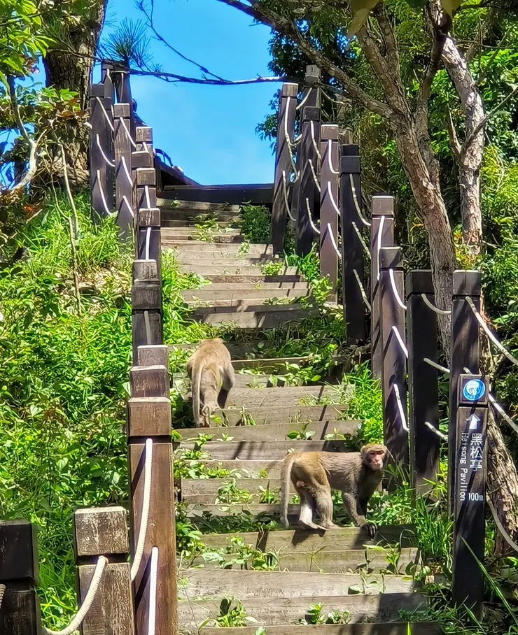 【我且偷閒登高暫離污瘴洗滌心靈！退休後能的話每週一、三、五大坑登高去。運氣好會碰到猴群。】