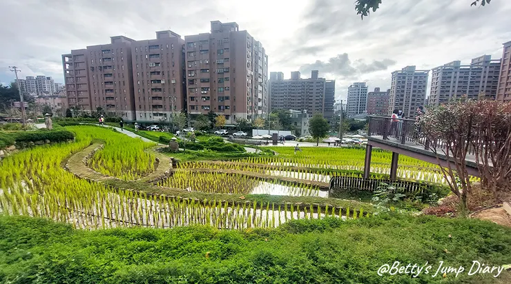 ▲大有梯田生態公園/圖片來源：Betty's Jump Diary