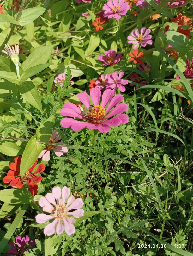 自拍攝於屏東舊鐵橋