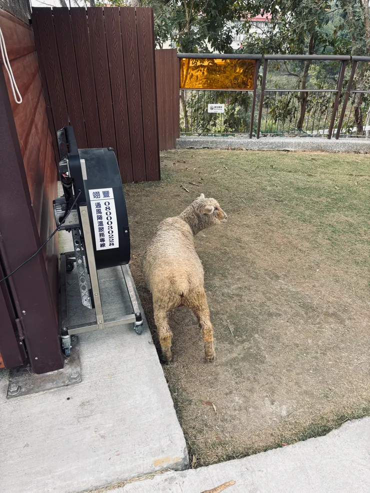 在電扇前納涼的羊羊