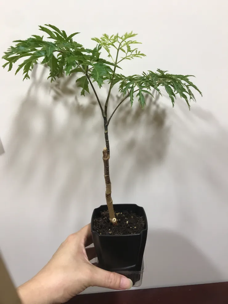 這盆子也是瘦高型，盆口可以不大，但要有一點高度，根才能長得好，根長得好，植物才能漂亮。