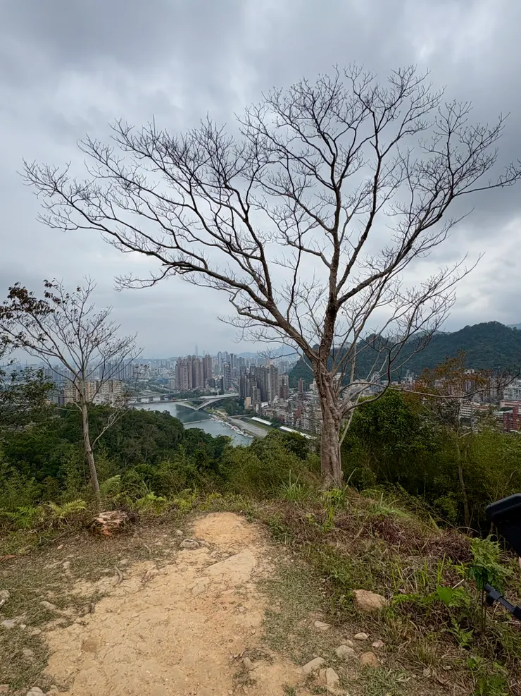 山頂這棵樹是櫻花嗎?