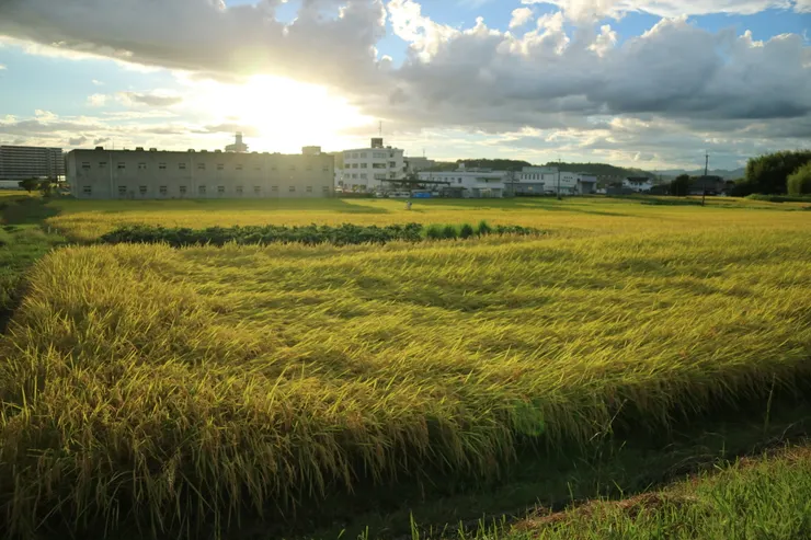 剛好遇到美麗的夕陽