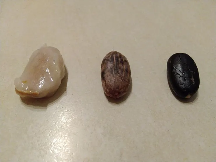 可可的種子。左：被果肉包覆的種子。右：完全去除果肉與種皮的種子。圖片取自維基百科。