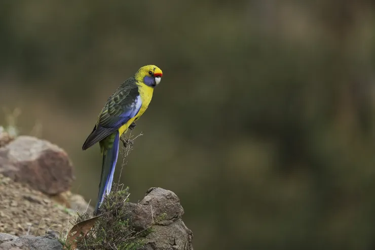 塔斯特有種 Green Rosella