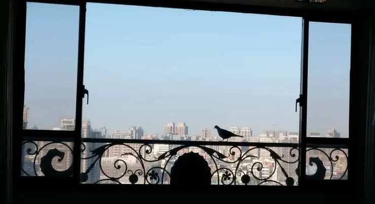 清晨的天空與休憩的鳥兒