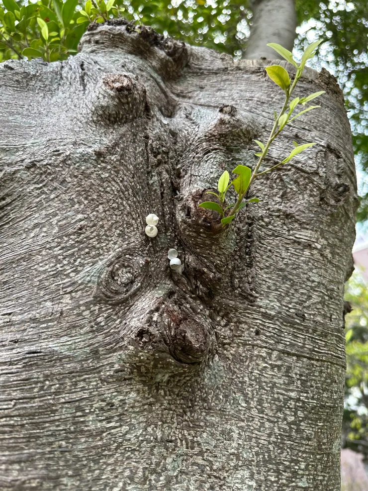 壁虎寶貝留下的蛋殼(生命足跡👣)