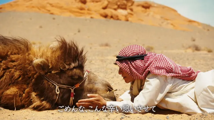 乃木對駱駝的體貼也展現了他的溫柔