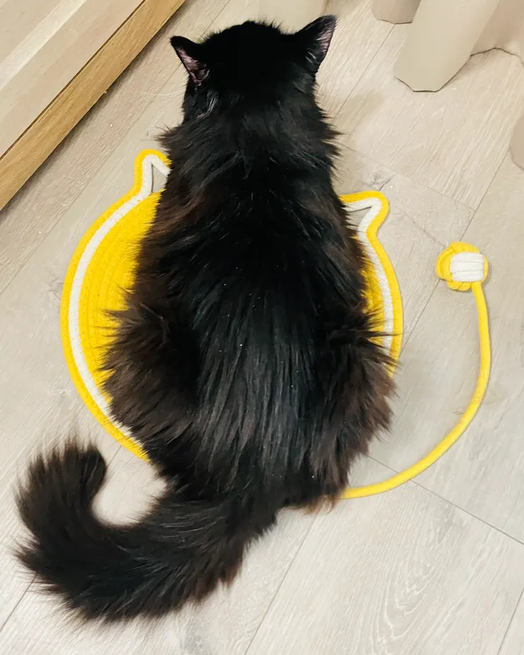 究竟這角落是有小飛蟲、還是有看不見的東西正吸引著我家黑黑的注視?