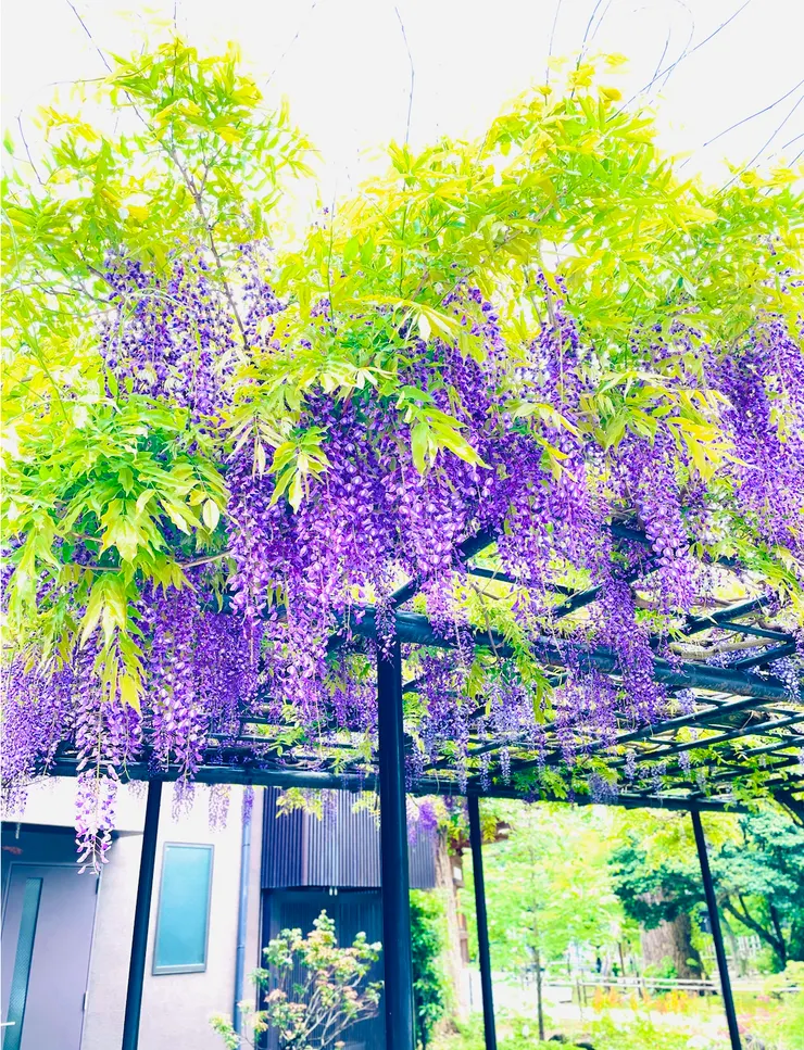 四月下旬，豪德寺內的紫藤正綻放中。
