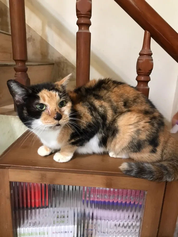 小雲。圖片作者：王希文