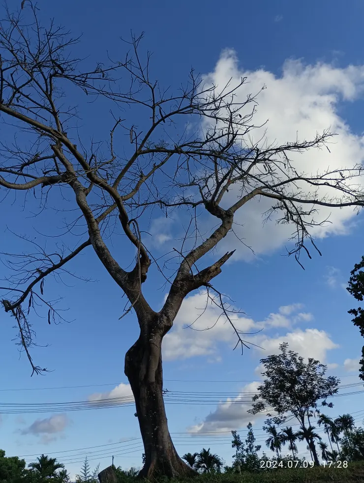 那傲然/誰說/不是生命的至善至美