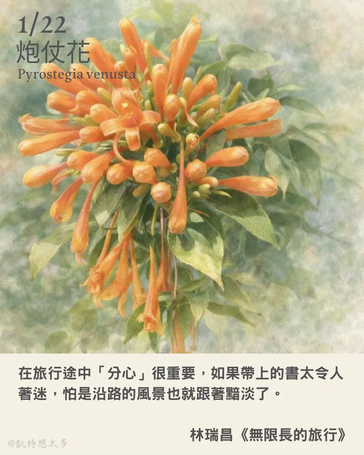 《一日一花・一句》｜1 月 22 日｜炮仗花×林瑞昌《無限長的旅行》 