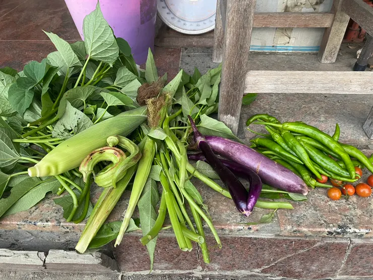 菜園裡有什麼就吃什麼