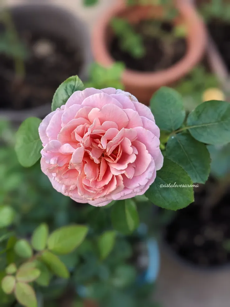 巧克力浪漫 十一月初的秋末花