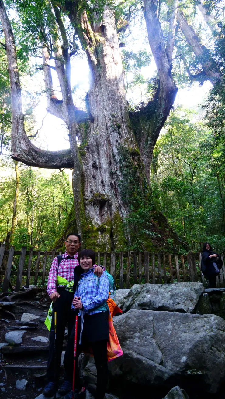 「神木大老爺」的巨人神木