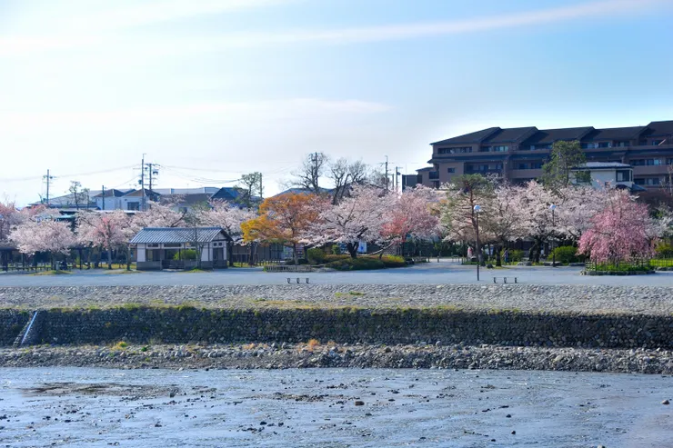 見渡月橋彼岸花開連綿，便慢慢踱過去。
