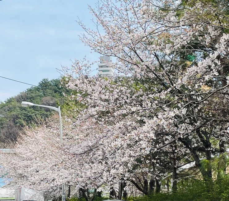 上方白色建築物為帝皇山公園鎮海塔。