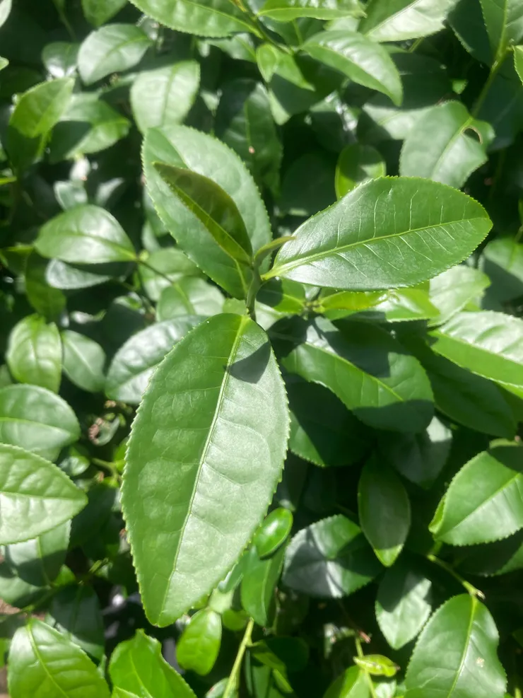 一心二葉。（筆者攝影）