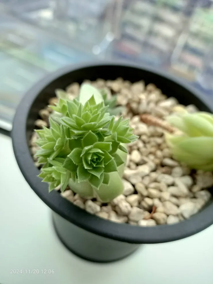 第二株砍頭了之後再長了7顆頭