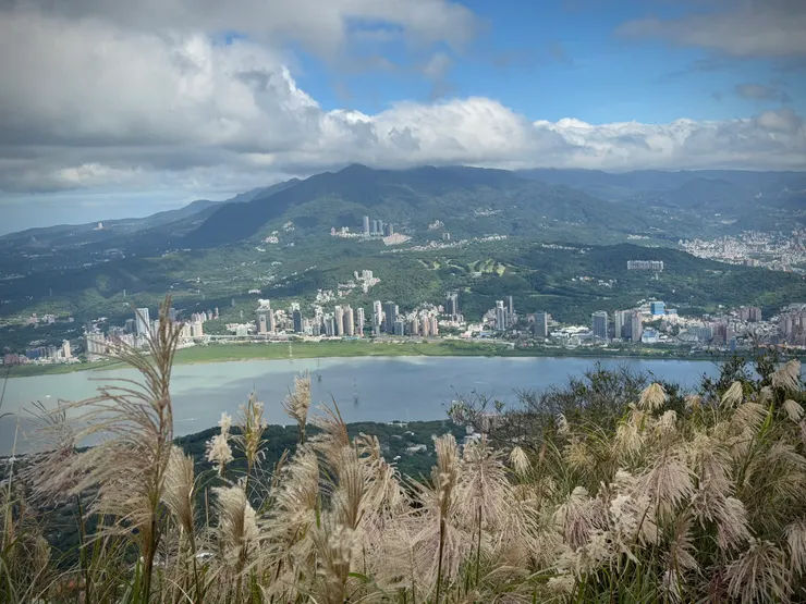 望向關渡地區，芒花在眼前搖曳