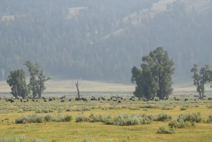 一開始覺得困惑，那些黑點點的生物是什麼？拿起望眼鏡一看，原來是好多的野牛啊！