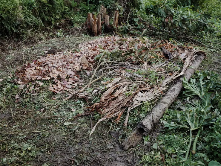 左半部搞好了所以看到是落葉，右半部則是雜草與枯枝等資材