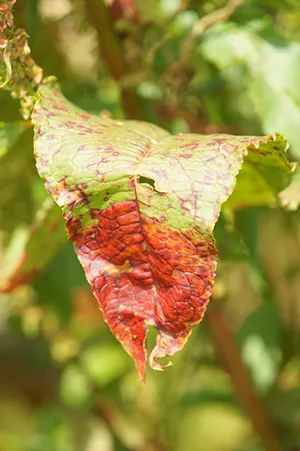 合歡山上的某一片葉子