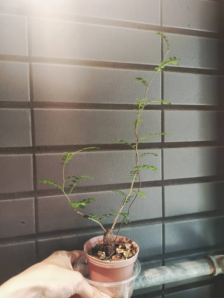 2025.08.16 枝條抽高中