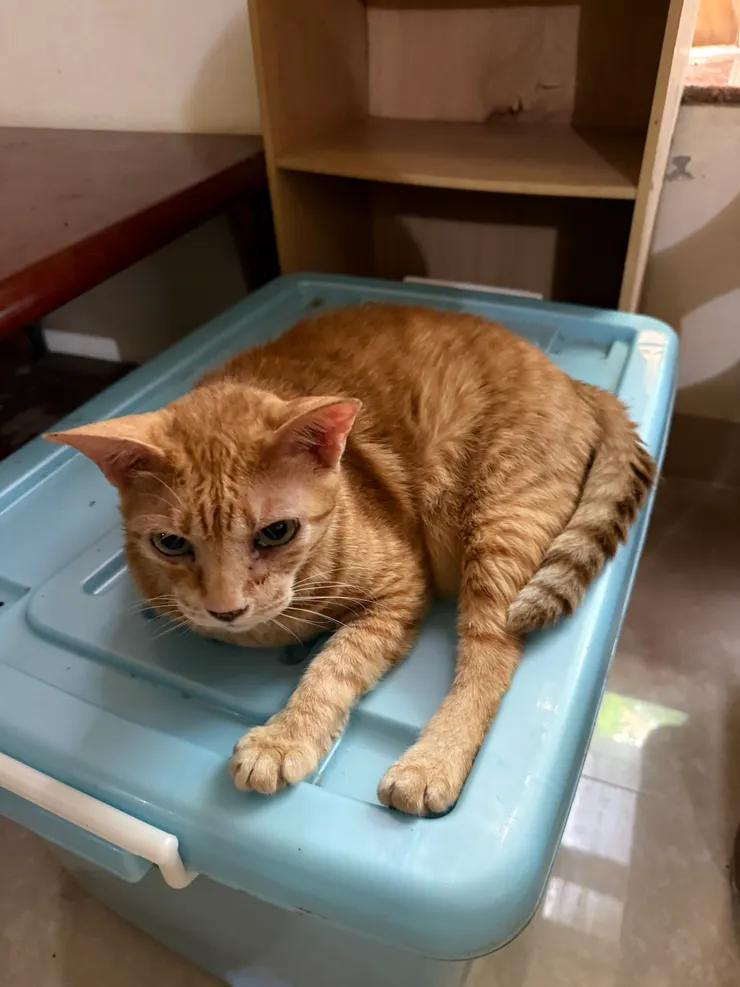 貝里：難得躺整理箱你也要拍？