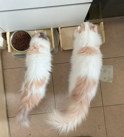 拍攝於2024年10月，兩姐弟一齊食糧