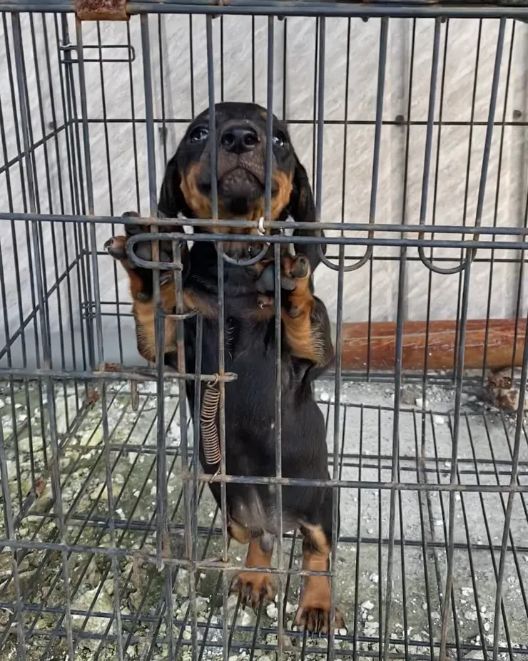 被關進籠子後一直想出來