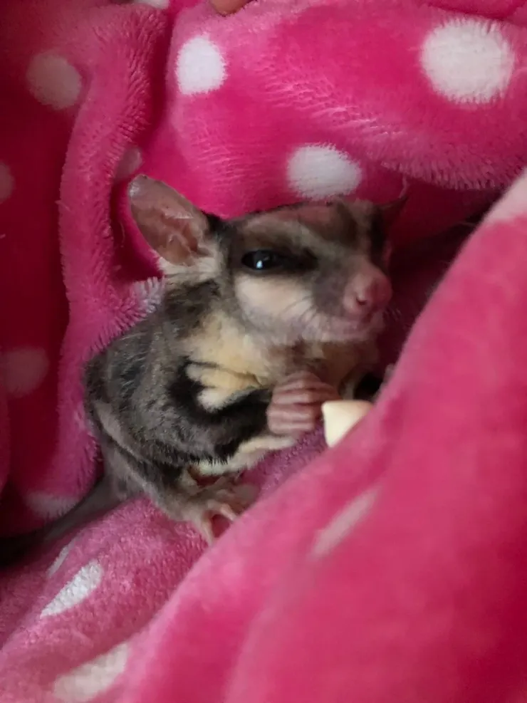 在天堂已經娶了三個老婆的蜜袋鼯YY,希望下輩子不要再當會禿頭的動物(YY媽咪提供)