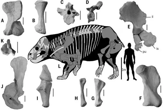 波氏利索維次巨獸