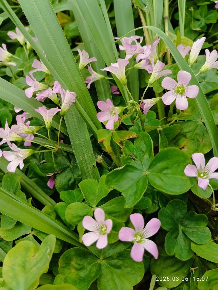 春雨來苜蓿綠野相得益彰