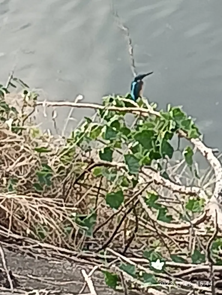 今日遠見翠鳥（魚狗），伏身潛行靠近手機拍之
