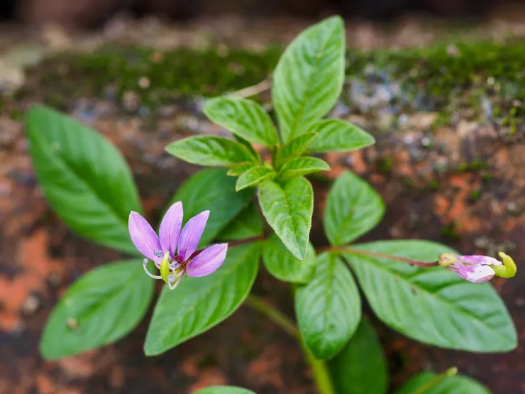 平伏莖白花菜、成功白花菜、鄒子白花菜；攝於台南官田自家庭院路旁，常見於中南部平地至低海拔地區http://kplant.biodiv.tw/平伏莖白花菜/平伏莖白花菜.htm